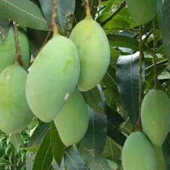 Mango Leaf Extract - A Potential Treasure Trove of Natural Ingredient