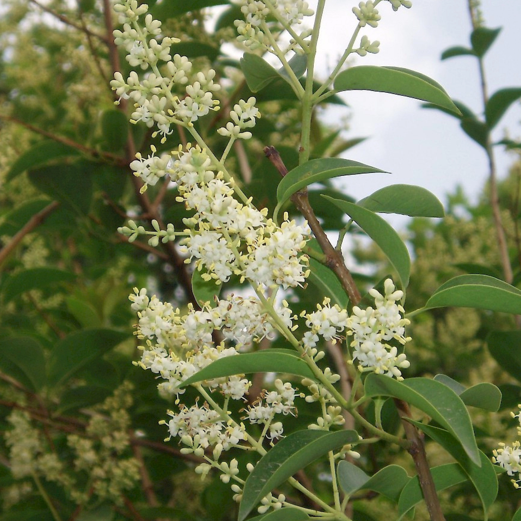 Application of Ligustrum Lucidum in Pure Natural Plant Feed Additives