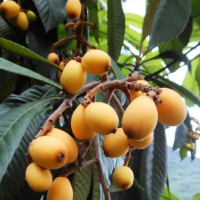 Extraction and Analysis Methods for Ursolic Acid from Loquat Leaf