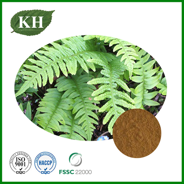 Polypodium Vulgare Extract