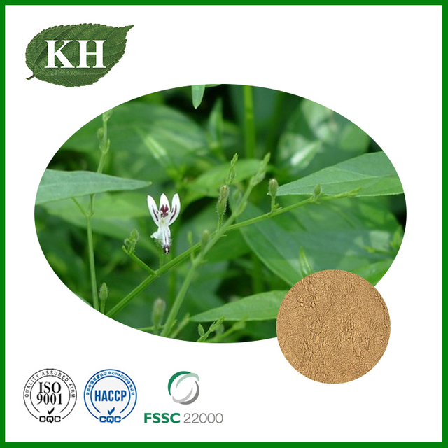 Andrographis Paniculata Extract