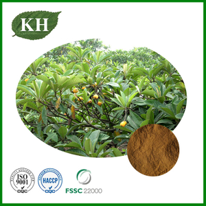 Loquat Leaf Extract