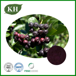 Black Chokeberry Extract