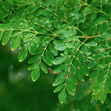 What is the moringa horseradish tree.png