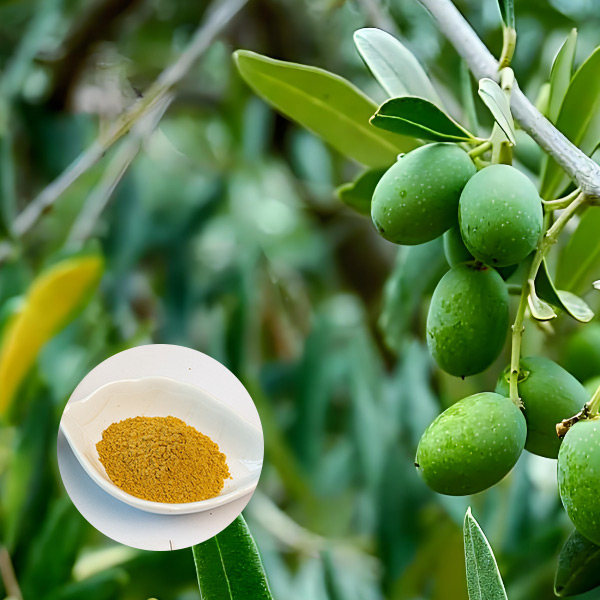 Olive Leaf Extract