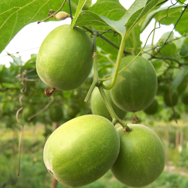 What are the main plant and herbal sources of natural sweeteners? How much do you know?