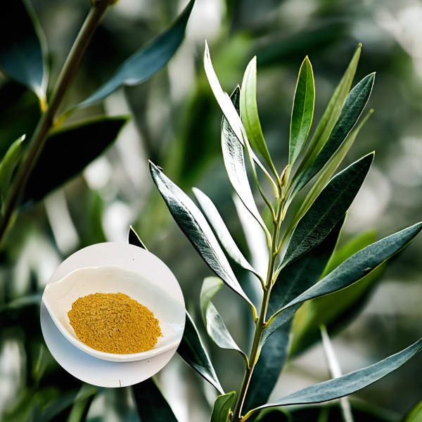 Health Benefits of Olive Leaf Extract