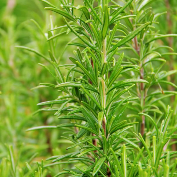 Rosemary extract