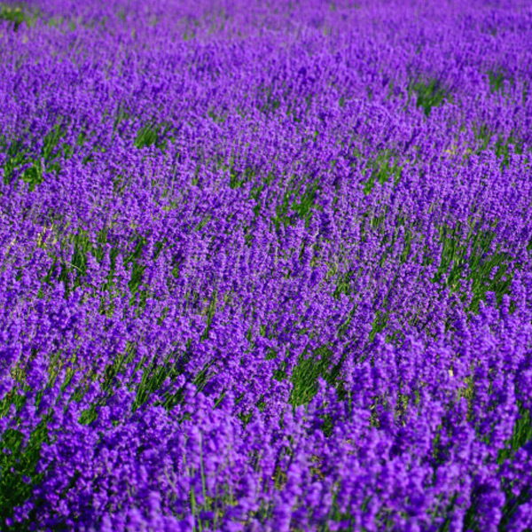 Lavender Extract: