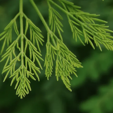 What Is Horseradish Tree Good for.png