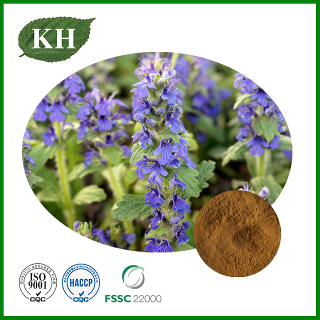 Ajuga Turkestanica Extract