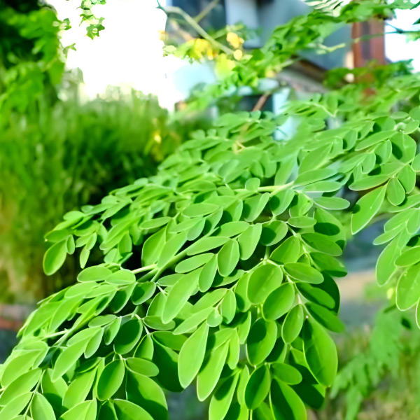 Moringa Leaf Powder