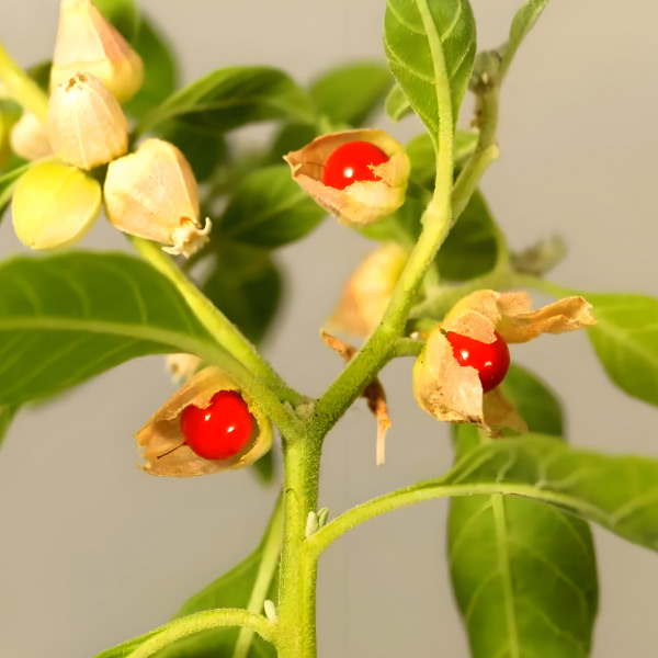 Ashwagandha Extract