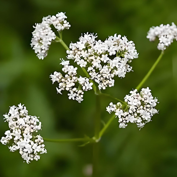 Supplement for better sleep--Natural Herb Extract
