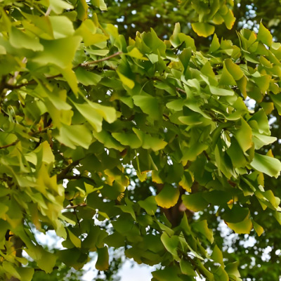 Ginkgo Biloba Extract