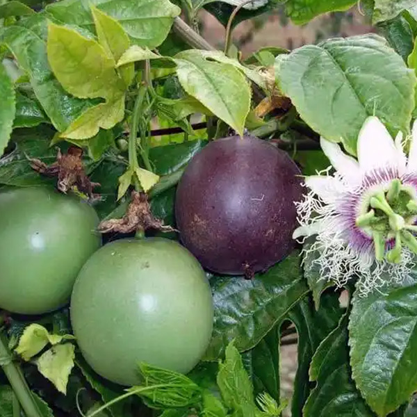 Passionflower Extract