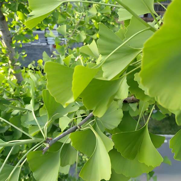 Unlock Cognitive Potential: Harness Nature's Power for Optimal Brain Health Supplements